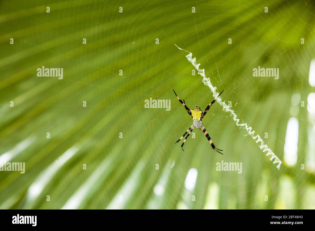 Palm spiders hires stock photography and images Alamy