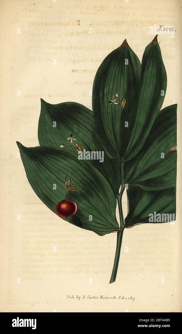 Spineless butcher's broom, Ruscus hypophyllum. Handcoloured copperplate engraving by Weddell from Samuel Curtis' Botanical Magazine, London, 1819. Stock Photo