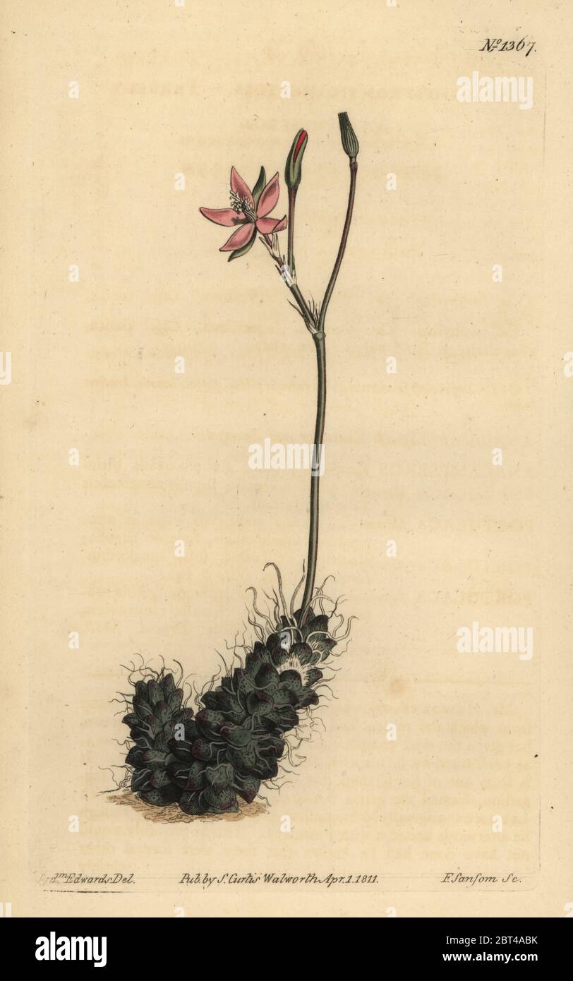 Thready anacampseros, Anacampseros filamentosa. Handcoloured copperplate engraving by F. Sansom after an illustration by Sydenham Edwards from William Curtis' The Botanical Magazine, London, 1811. Stock Photo