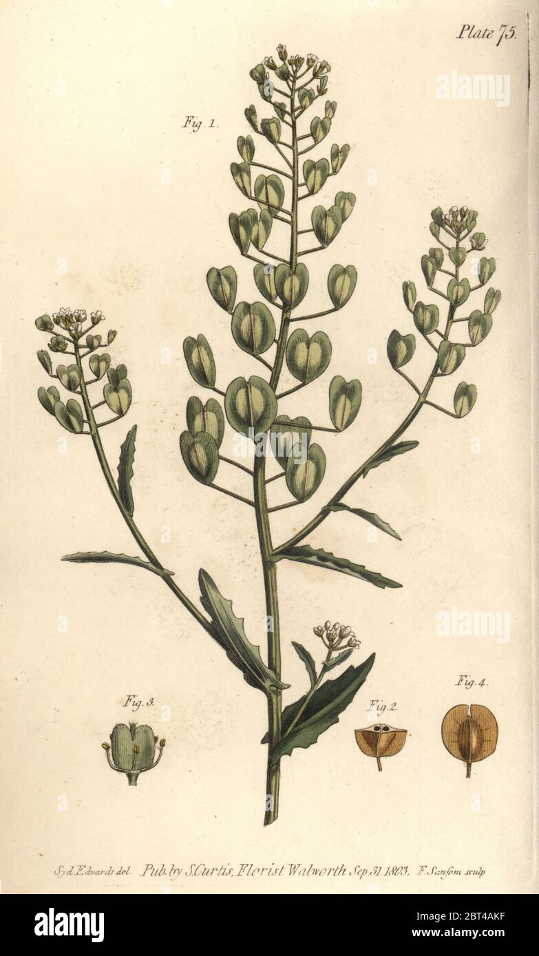 Pennycress, Thlaspi arvense, Siliculosa. Handcoloured copperplate engraving by F. Sansom of a botanical illustration by Sydenham Edwards for William Curtis' Lectures on Botany, as delivered in the Botanic Garden at Lambeth, 1805. Stock Photo