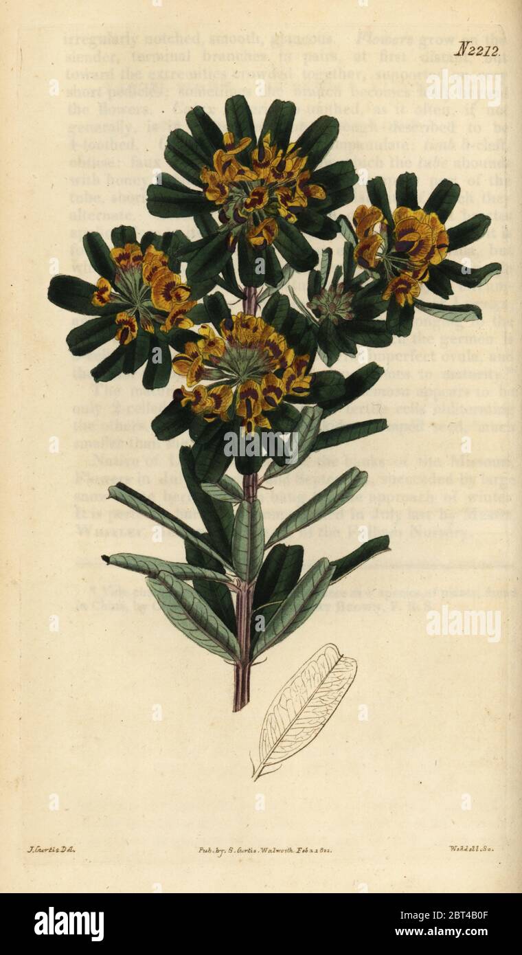 Heart-leaved poison, Gastrolobium bilobum. Handcoloured copperplate engraving by Weddell after an illustration by John Curtis from Samuel Curtis' Botanical Magazine, London, 1821. Stock Photo