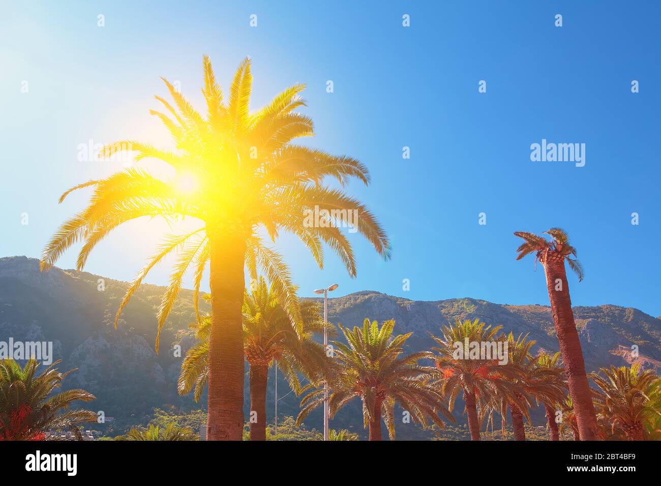 Palm trees in seaside park hi-res stock photography and images - Alamy