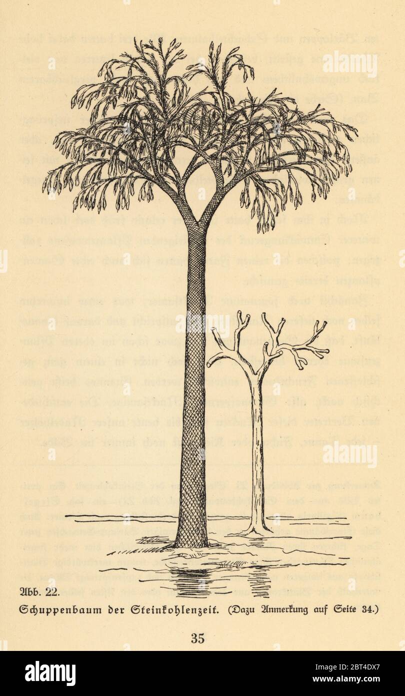 Extinct scale tree, Lepidodendron of the Carboniferous era ...