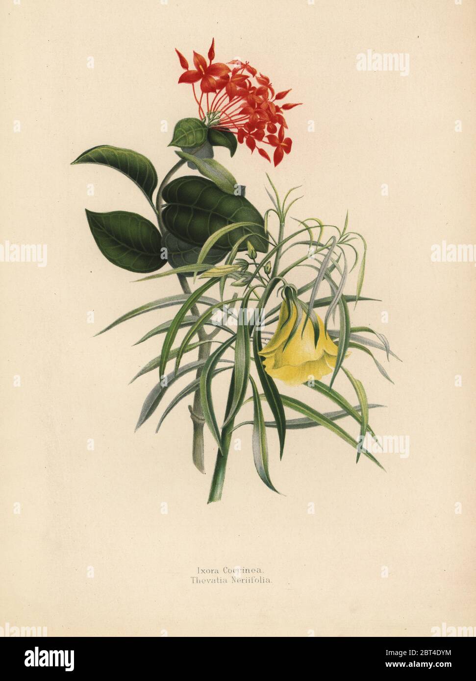 Jungle geranium, Ixora coccinea, and yellow oleander, Thevetia neriifolia, Cascabela thevetia. Chromolithograph after a botanical drawing by Emily Eden from her Flowers from an Indian Garden: Second Series: Hope, Breidenbach & Co, Dusseldorf, 1860s. Eden was an English female aristocratic writer, novelist and traveler who accompanied her brother George in India from 1836 to 1842. Stock Photo