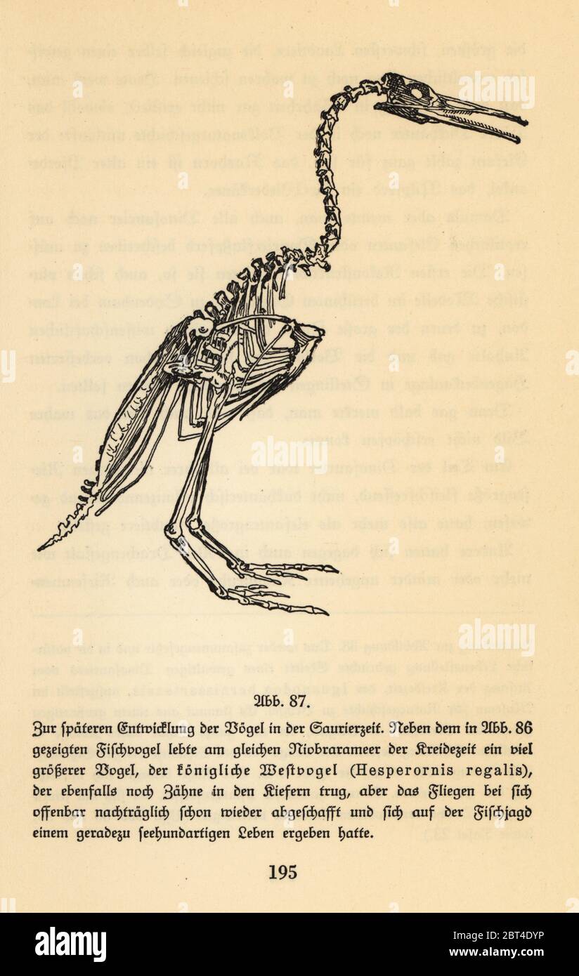 Fossil skeleton of an extinct Hesperornis regalis, penguin-like bird of the Campanian era, Late Cretaceous. Illustration from Wilhelm Bolsches Das Leben der Urwelt, Prehistoric Life, Georg Dollheimer, Leipzig, 1932. Stock Photo