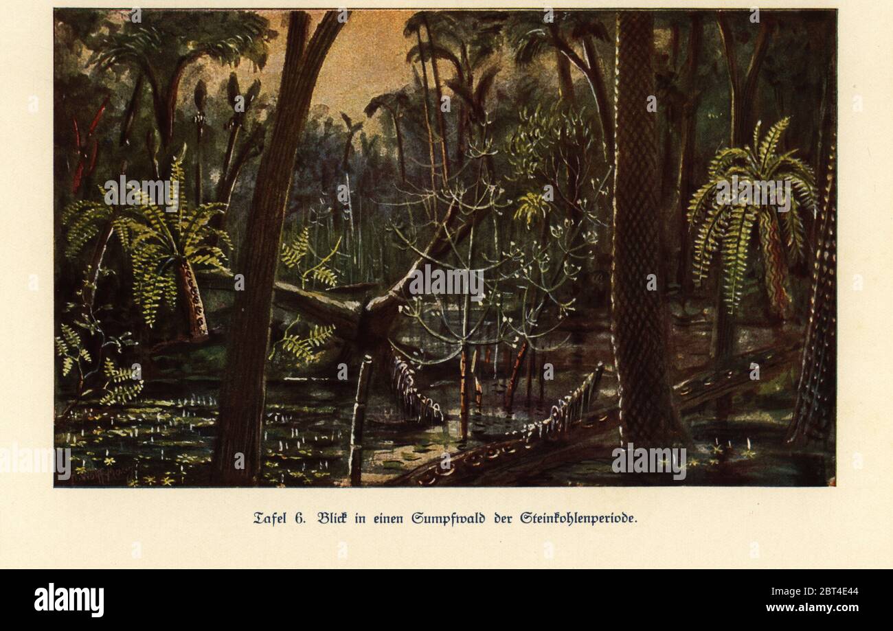 Reconstruction of a swamp forest in the Carboniferous era. Colour print after an illustration by Hugo Wolff-Maage from Wilhelm Bolsches Das Leben der Urwelt, Prehistoric Life, Georg Dollheimer, Leipzig, 1932. Stock Photo