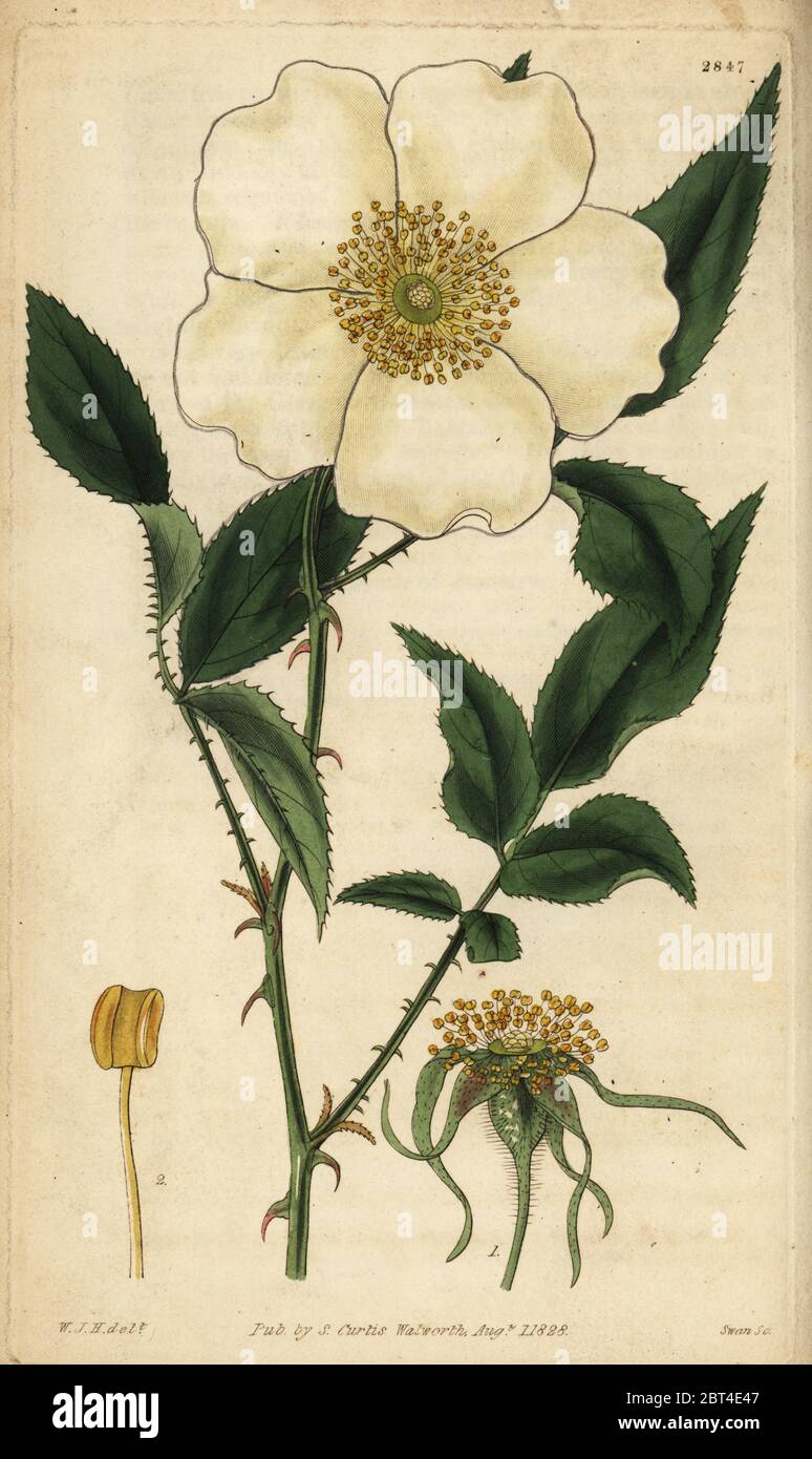 Three-leaved Chinese rose, Rosa sinica. Handcoloured copperplate engraving by Swan after an illustration by William Jackson Hooker from Samuel Curtis' Botanical Magazine, London, 1828. Stock Photo