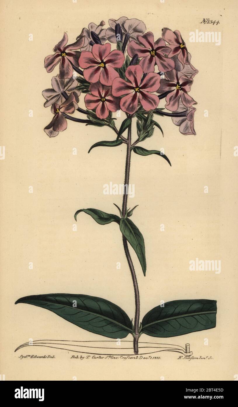 Thickleaf phlox, Phlox carolina (Rough-stemmed lychnidea). Handcoloured copperplate engraving by F. Sansom after an illustration by Sydenham Edwards from William Curtis' The Botanical Magazine, London, 1810. Stock Photo