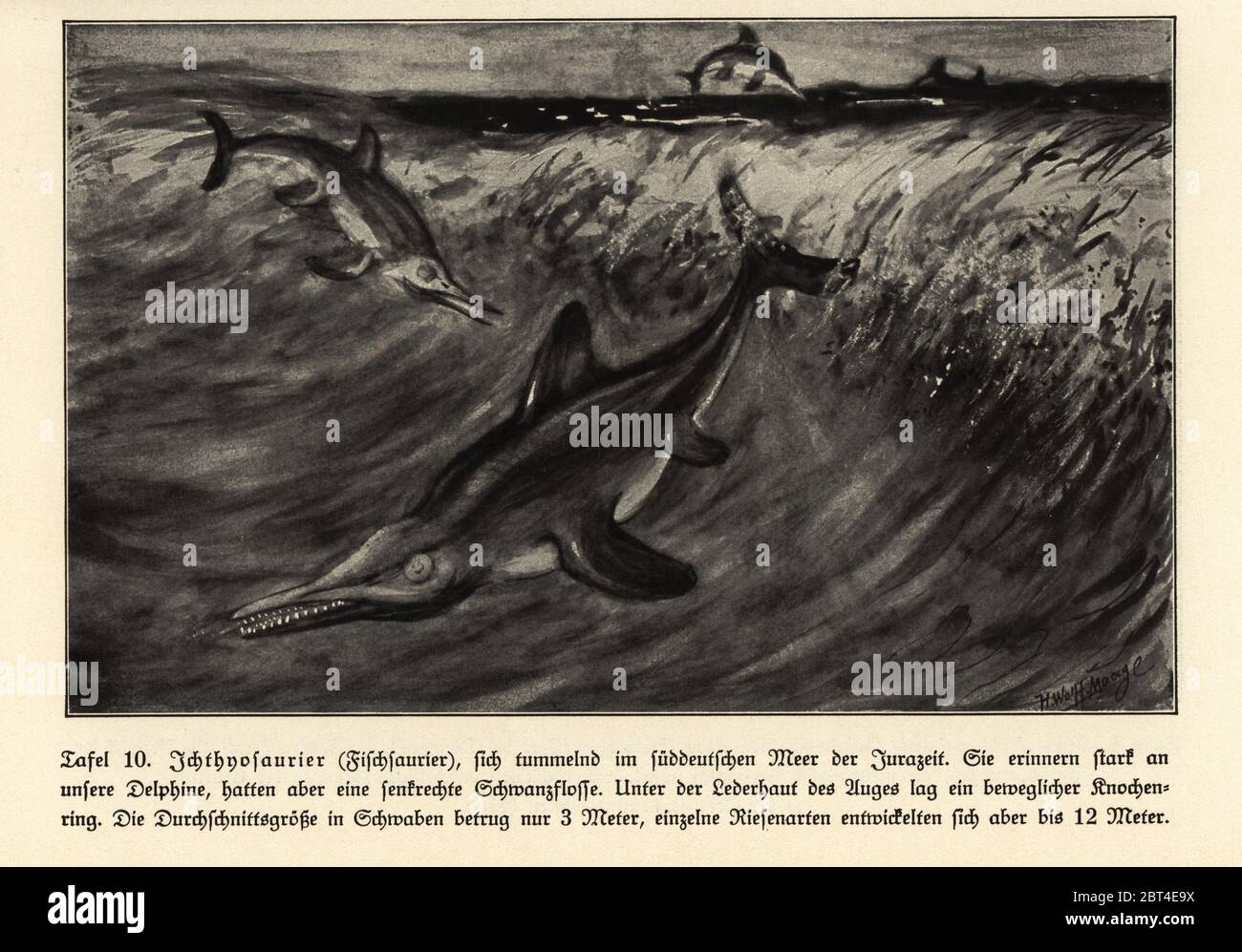 Reproduction of extinct Ichthyosaurs in the South German Sea, Jurassic era. Illustration by Hugo Wolff-Maage from Wilhelm Bolsches Das Leben der Urwelt, Prehistoric Life, Georg Dollheimer, Leipzig, 1932. Stock Photo
