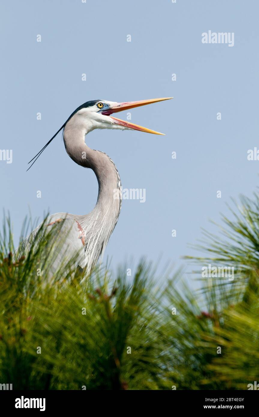 Great blue heron calling Stock Photo