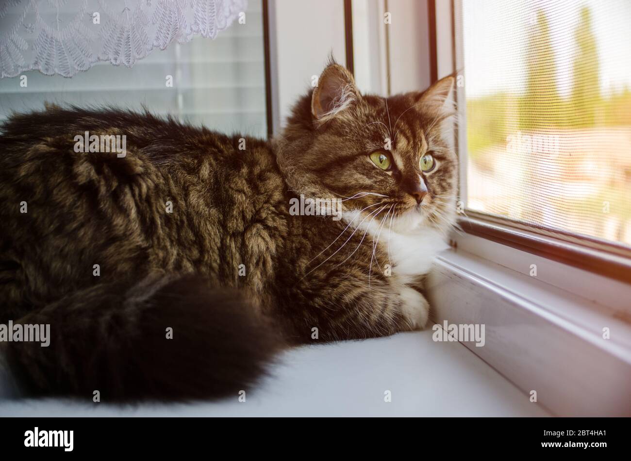 Beautiful cat sitting on windowsill and looking out of a window Stock ...