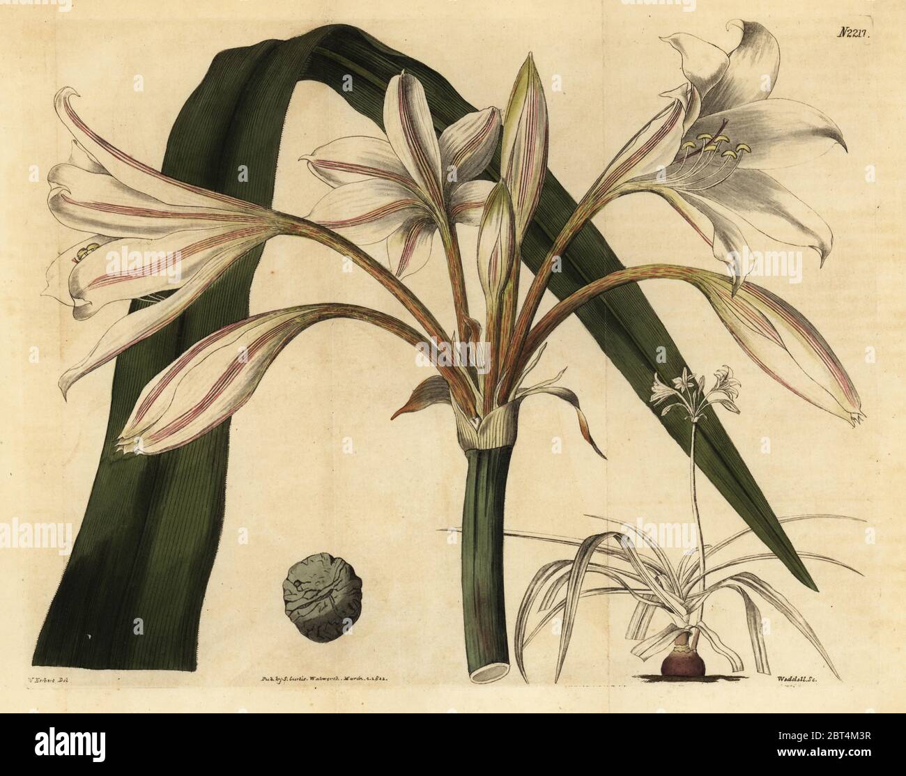 Pink striped trumpet lily, Crinum latifolium (Crinum speciosum). Handcoloured copperplate engraving by Weddell after an illustration by William Herbert from Samuel Curtis' Botanical Magazine, London, 1822. Stock Photo