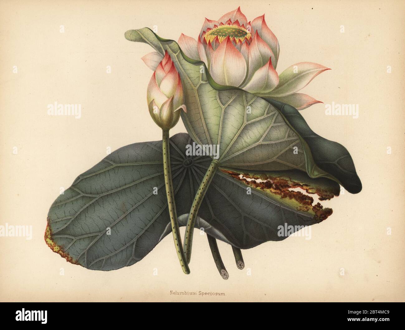 Indian lotus, Nelumbo nucifera (Nelumbium speciosum). Chromolithograph after a botanical drawing by Emily Eden from her Flowers from an Indian Garden: Second Series: Hope, Breidenbach & Co, Dusseldorf, 1860s. Eden was an English female aristocratic writer, novelist and traveler who accompanied her brother George in India from 1836 to 1842. Stock Photo