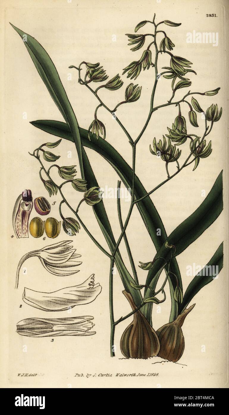 Green-flowered encyclia orchid, Encyclia viridiflora. Handcoloured copperplate engraving by Swan after an illustration by William Jackson Hooker from Samuel Curtis' Botanical Magazine, London, 1828. Stock Photo