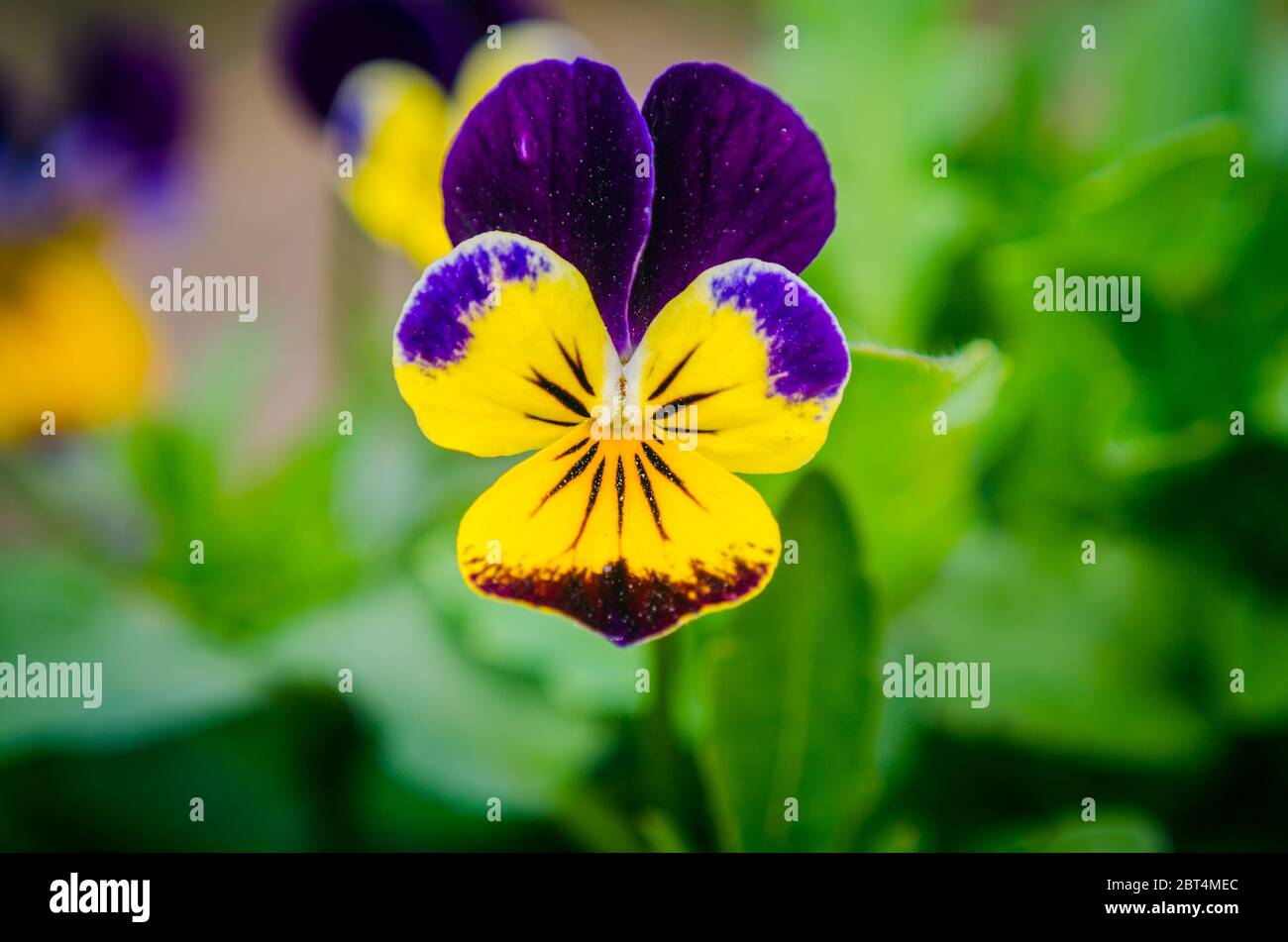 Violet pansy flower, close-up of viola tricolor in the spring garden, closeup, background Stock Photo