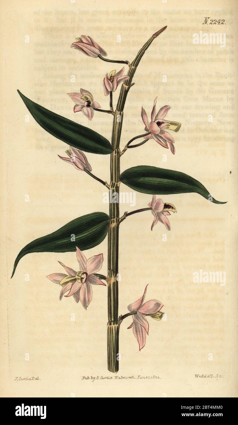 Leafless dendrobium orchid, Dendrobium aphyllum (Dendrobium cucullatum). Handcoloured copperplate engraving by Weddell after an illustration by John Curtis from Samuel Curtis' Botanical Magazine, London, 1822. Stock Photo