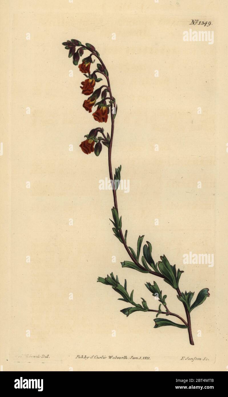 Night-smelling hermannia, Hermannia flammea. Handcoloured copperplate engraving by F. Sansom after an illustration by Sydenham Edwards from William Curtis' The Botanical Magazine, London, 1811. Stock Photo