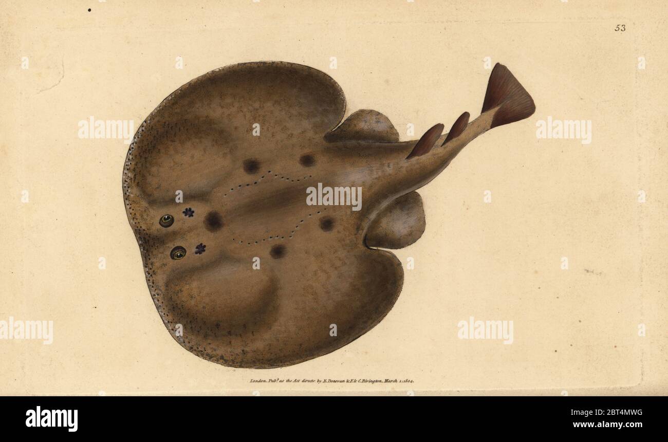 Common torpedo or eyed electric ray, Raja torpedo. Handcoloured copperplate drawn and engraved by Edward Donovan from his Natural History of British Fishes, Donovan and F.C. and J. Rivington, London, 1802-1808. Stock Photo