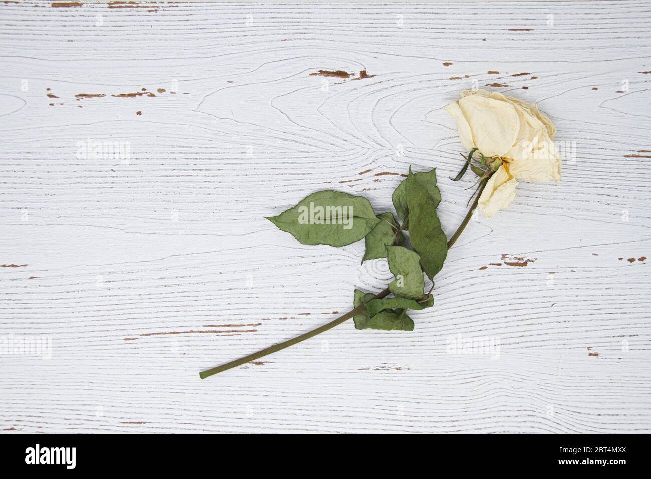Discarded White Roses White wooden background with a dried white rose Stock Photo - Alamy