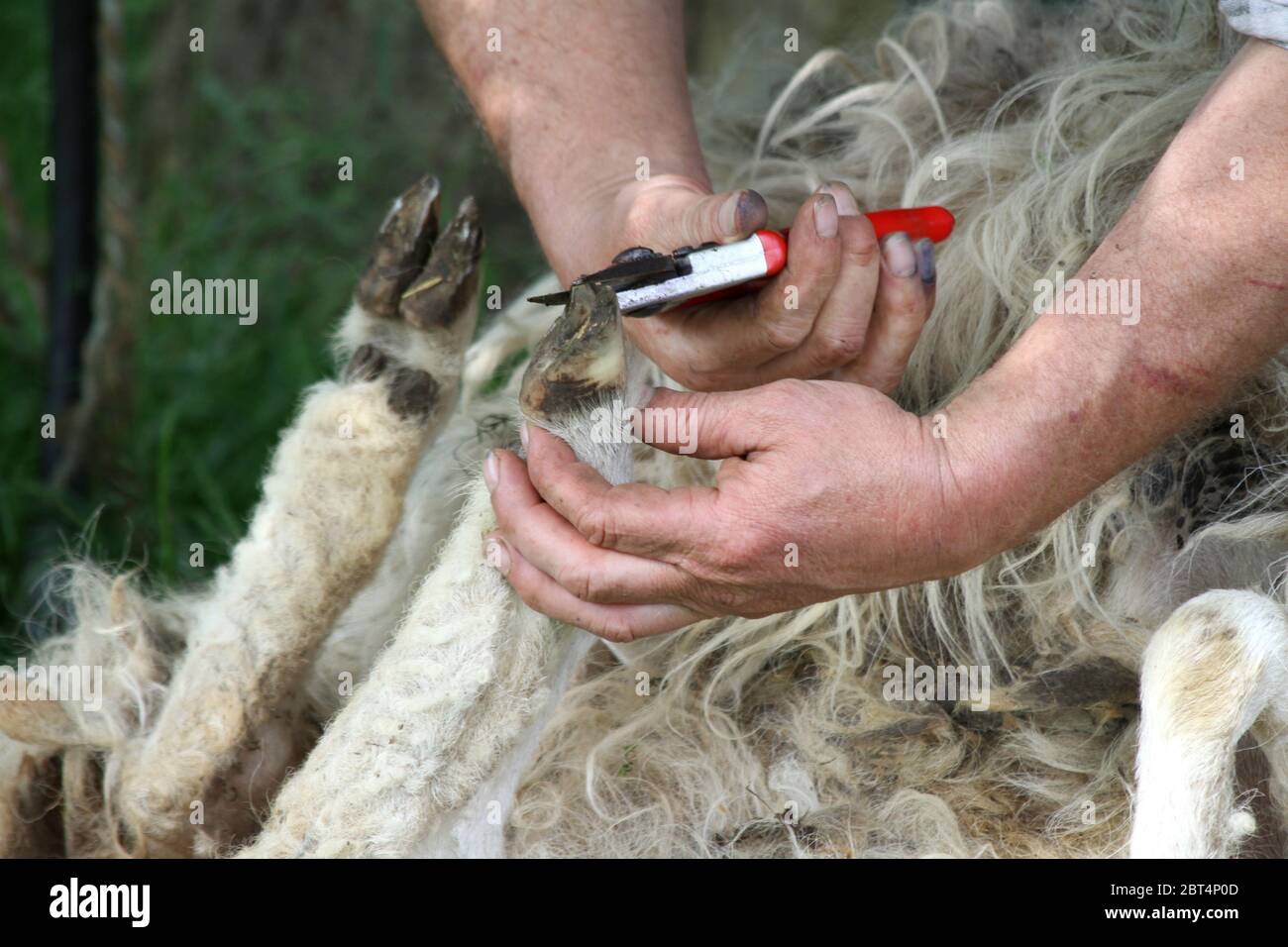 hand hands detail sheep care shepherd shearer pliers tongs sheep sheep farming Stock Photo