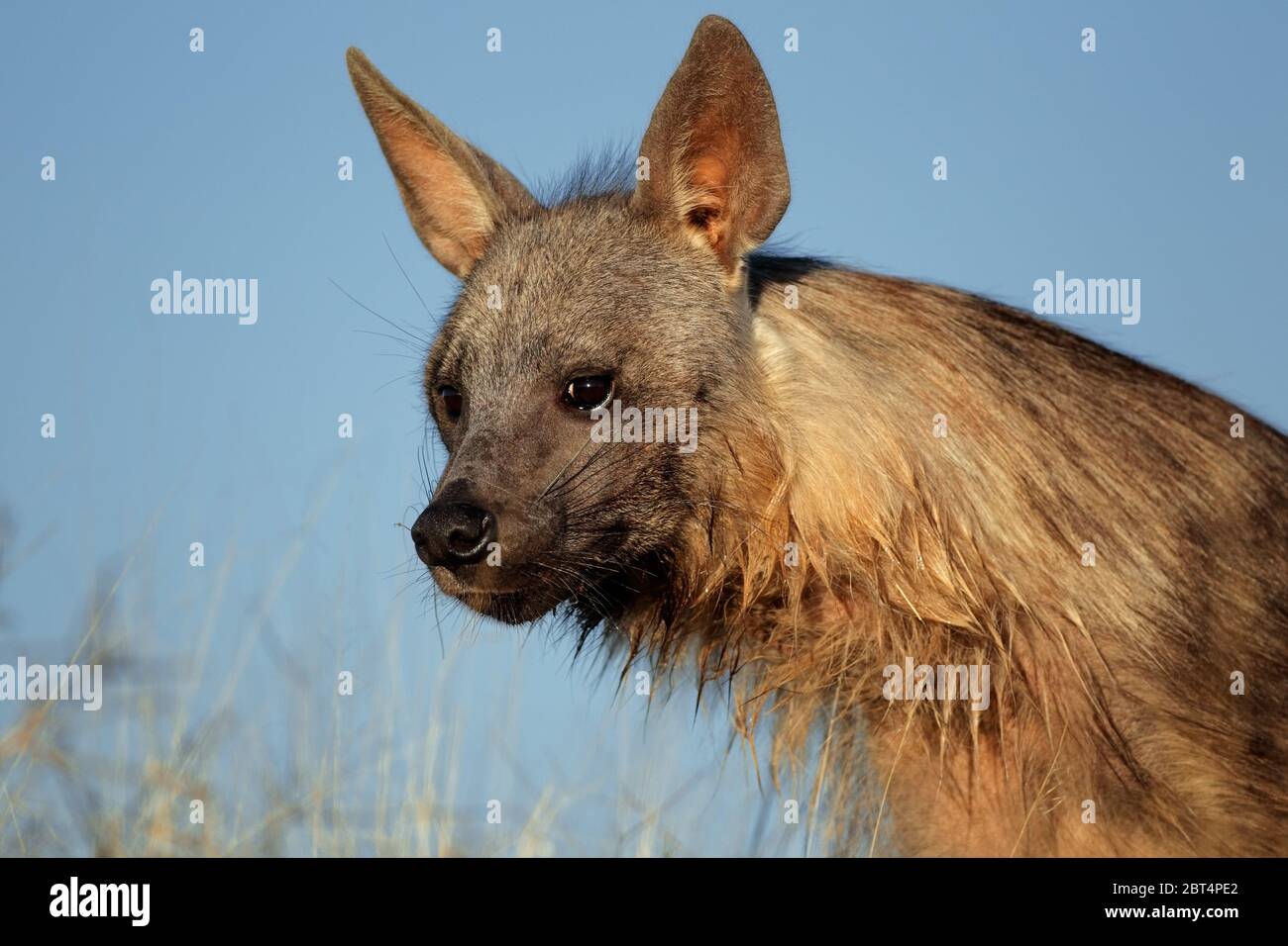 face, portrait, ears, scavenger, hyaena, hyena, predator, bandit, raider, blue, Stock Photo