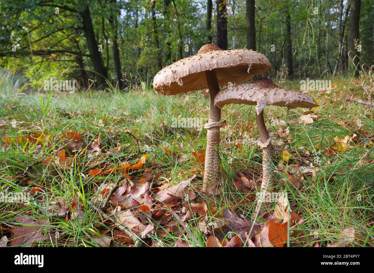 parasol mushroom - parasol mushroom 18 Stock Photo