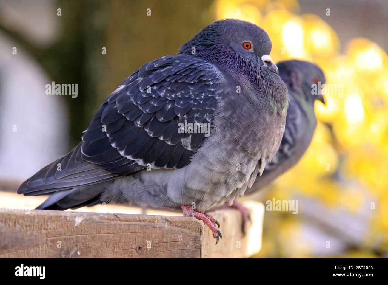 pigeon, pigeons, carrier pigeon, two, bird, portrait, birds, plumage