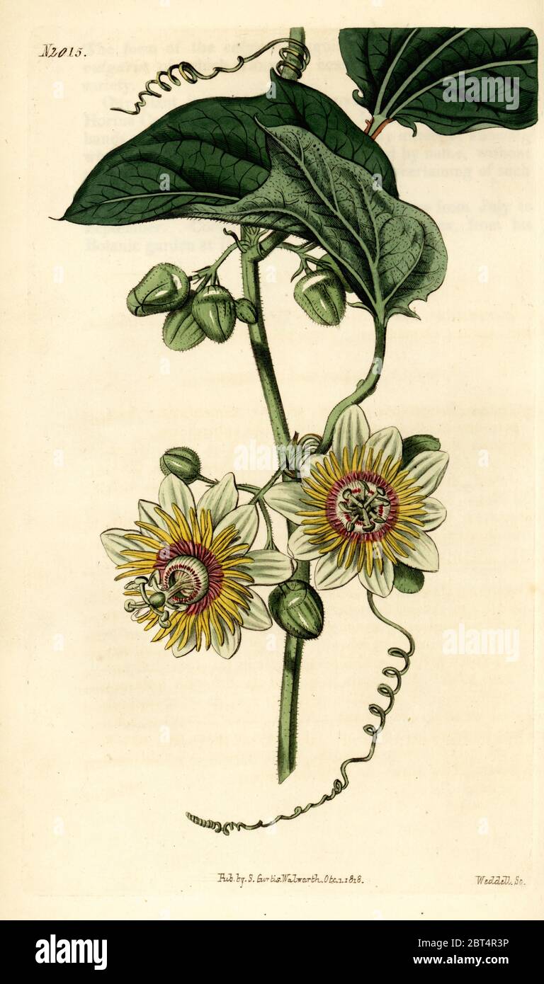 Passion flower, Passiflora holosericea. Handcoloured copperplate engraving by Weddell from Samuel Curtis' Botanical Magazine, London, 1818. Stock Photo