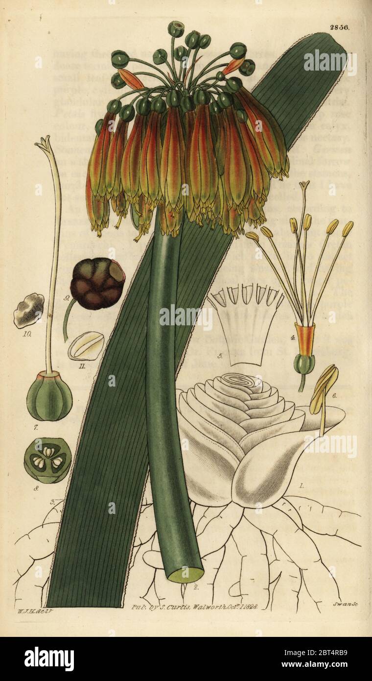 Green-tip forest lily, Clivia nobilis (Handsome-flowered imatophyllum, Imatophyllum aitoni). Handcoloured copperplate engraving by Swan after an illustration by William Jackson Hooker from Samuel Curtis' Botanical Magazine, London, 1828. Stock Photo