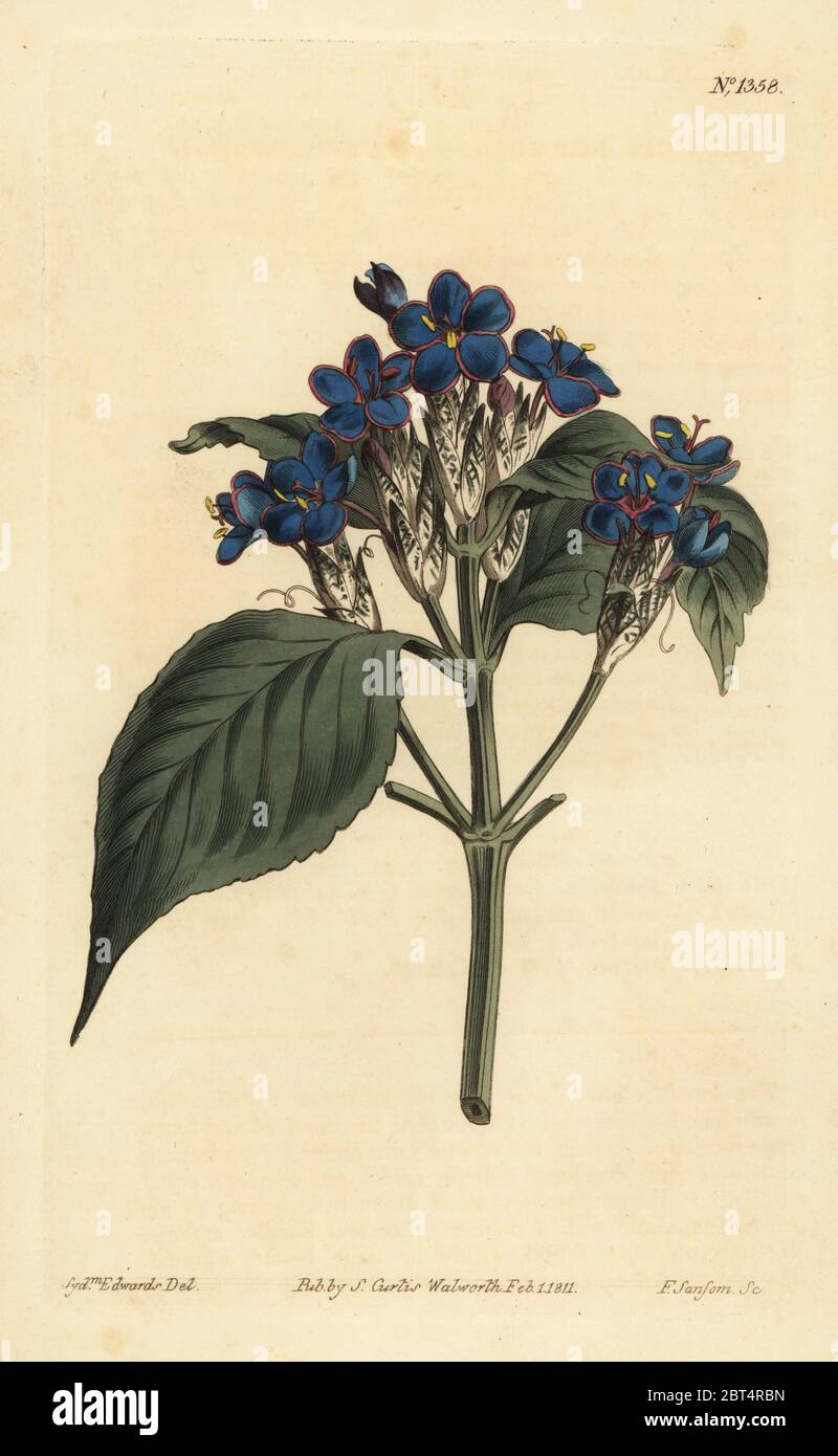 Blue sage, Eranthemum pulchellum (Blue-flowered justicia, Justicia nervosa). Handcoloured copperplate engraving by F. Sansom after an illustration by Sydenham Edwards from William Curtis' The Botanical Magazine, London, 1811. Stock Photo