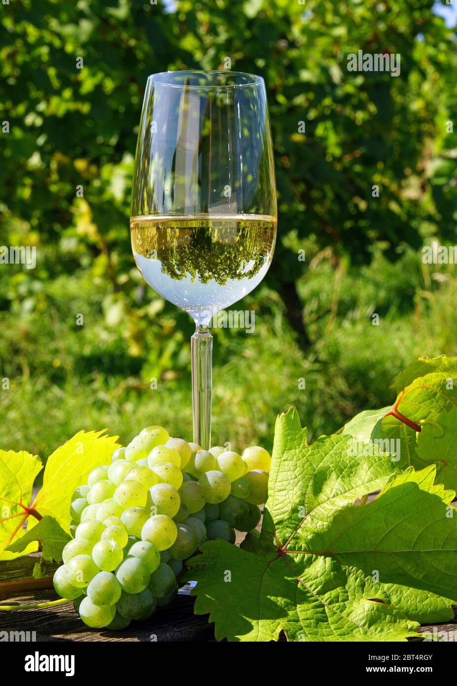 wine, alcohol, glass, chalice, wine glas, grapes, vintage, vine tasting, white Stock Photo