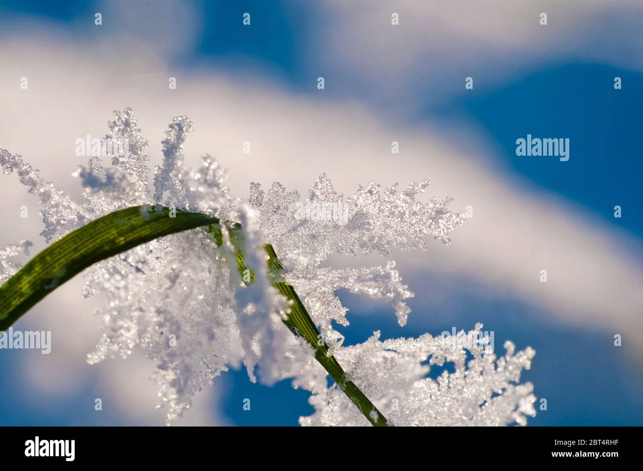 ice crystals on blade of grass Stock Photo