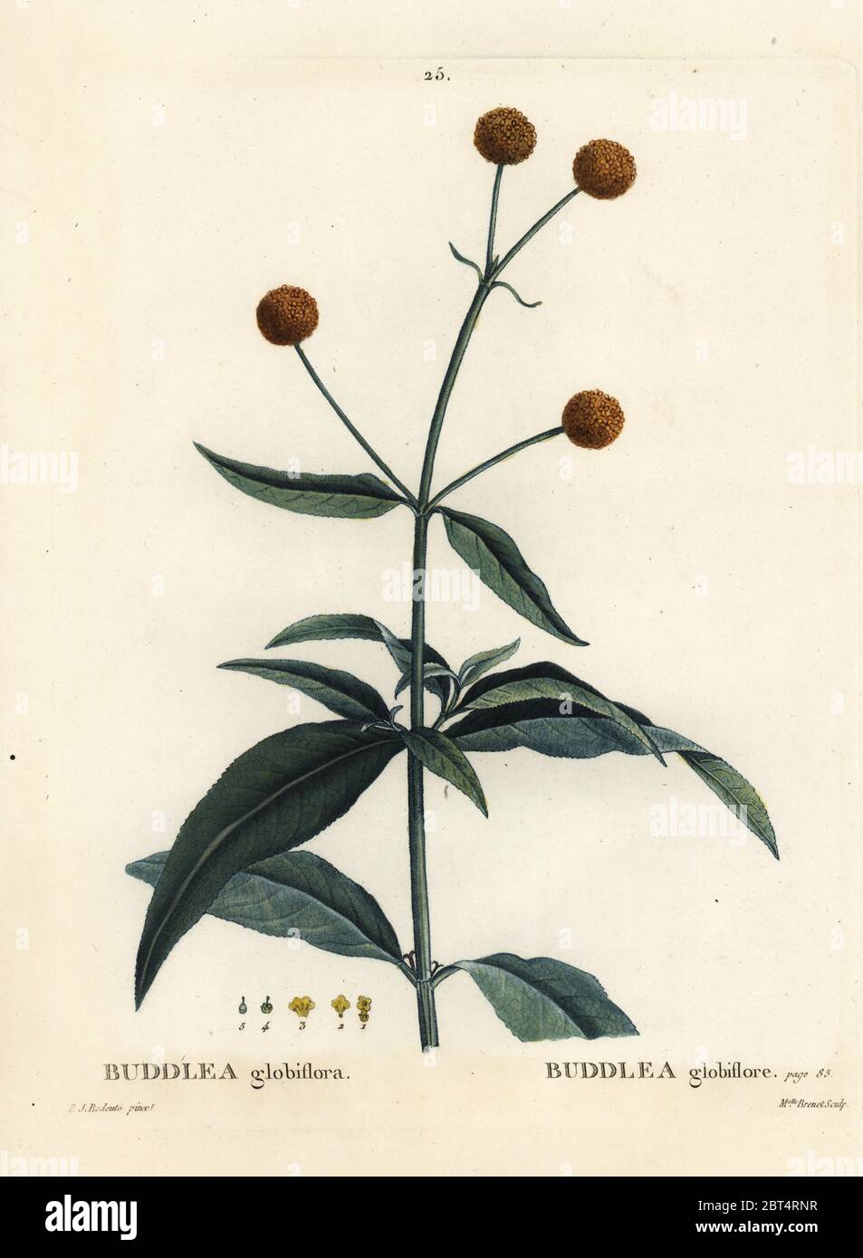 Orange-ball-tree or orange ball buddleja, Buddleja globosa (Buddlea globiflora). Handcoloured stipple engraving by Mlle. Brenet after an illustration by Pierre-Joseph Redoute from Henri Louis Duhamel du Monceau's Traite des Arbres et Arbustes, Paris, 1804-1819. Stock Photo