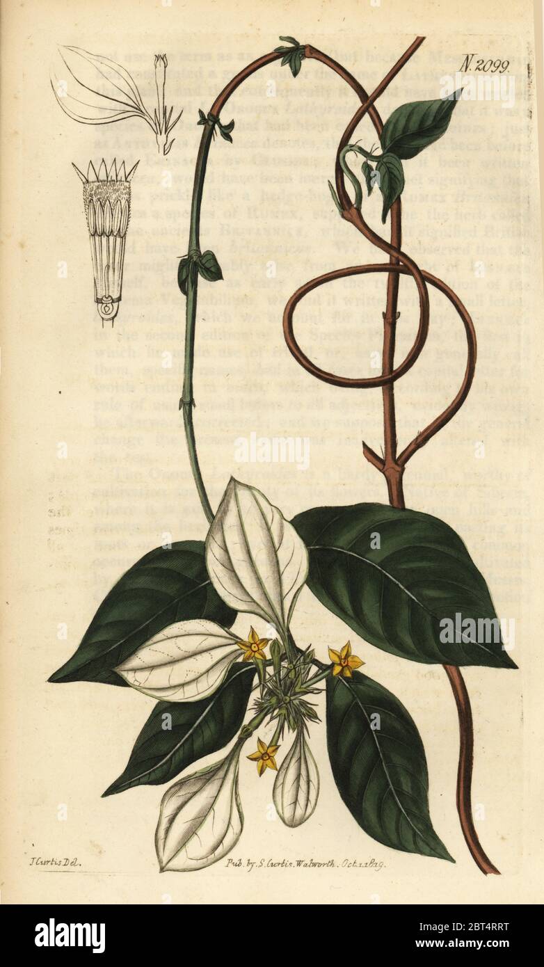 Mussaenda pubescens. Handcoloured copperplate engraving after an illustration by John Curtis from Samuel Curtis' Botanical Magazine, London, 1819. Stock Photo