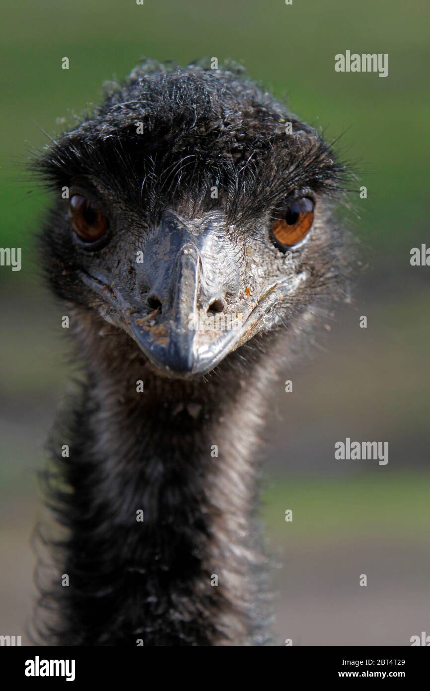 bird, birds, australia, flightless, cursorial birds, emu, animal, bird, Stock Photo