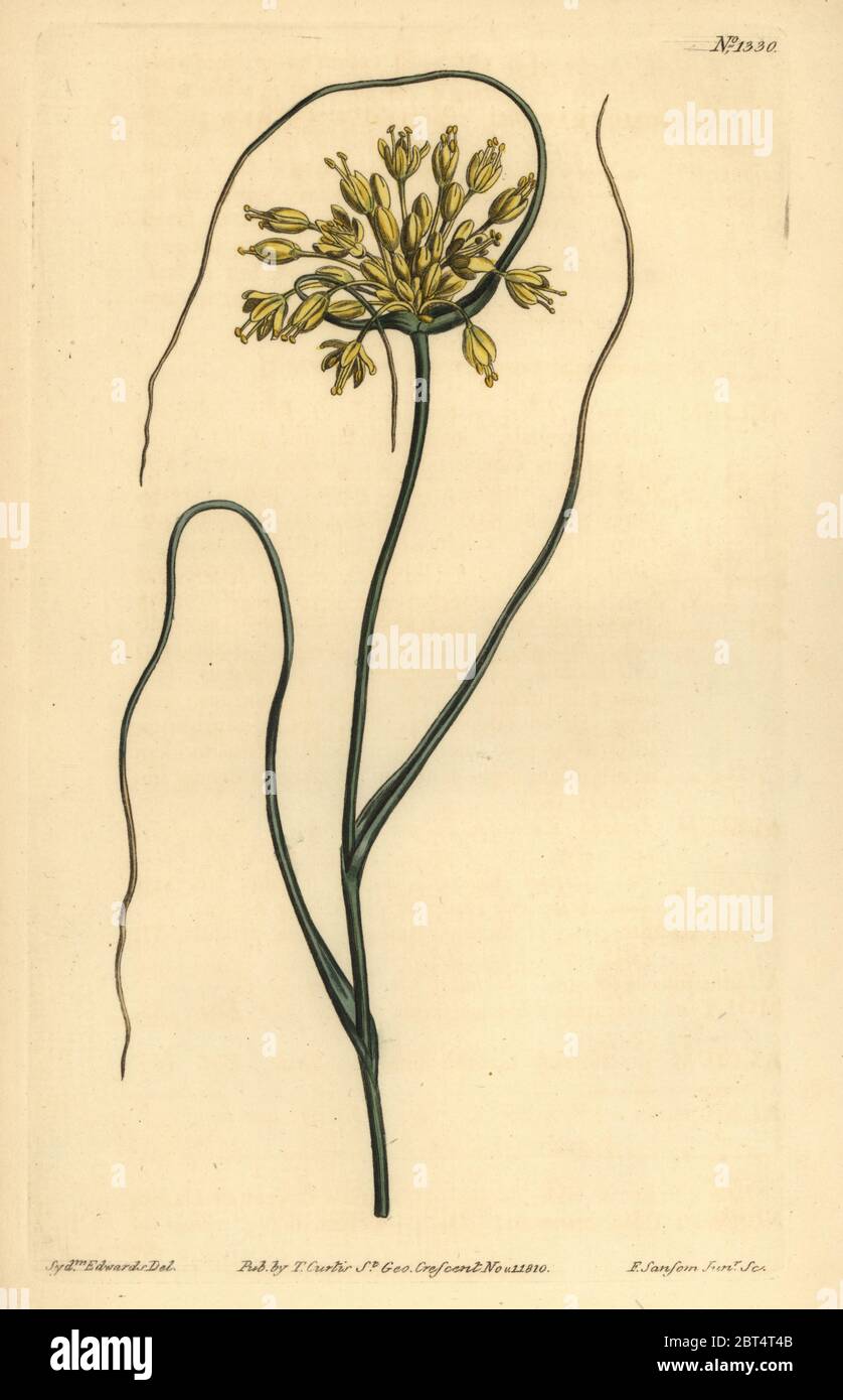 Yellow garlic, Allium flavum. Handcoloured copperplate engraving by F. Sansom after an illustration by Sydenham Edwards from William Curtis' The Botanical Magazine, London, 1810. Stock Photo