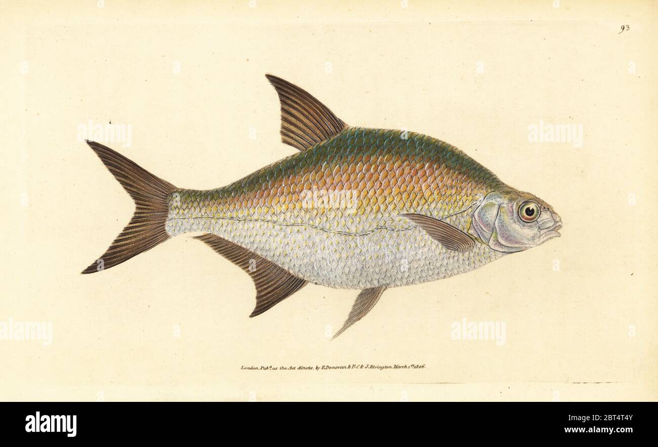 Bream, Abramis brama (Cyprinus brama). Handcoloured copperplate drawn ...