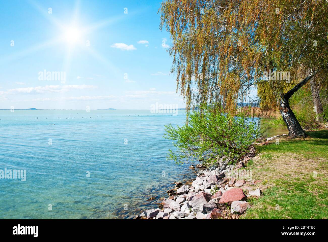 fauna, flora, spring, fresh water, lake, inland water, water, shine ...