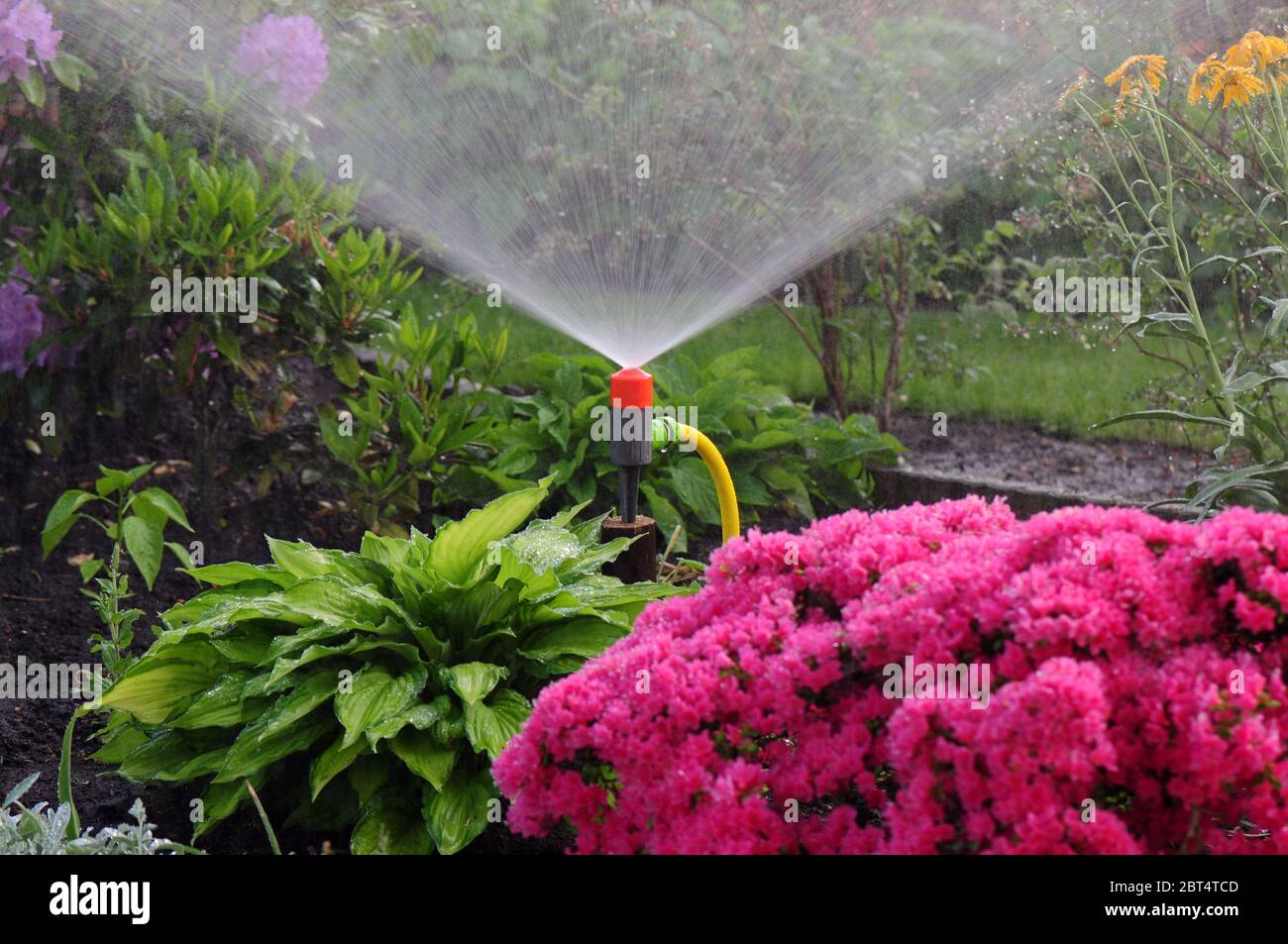 garden, bed, gardens, irrigate, water, flower bed, flowerbed, detail