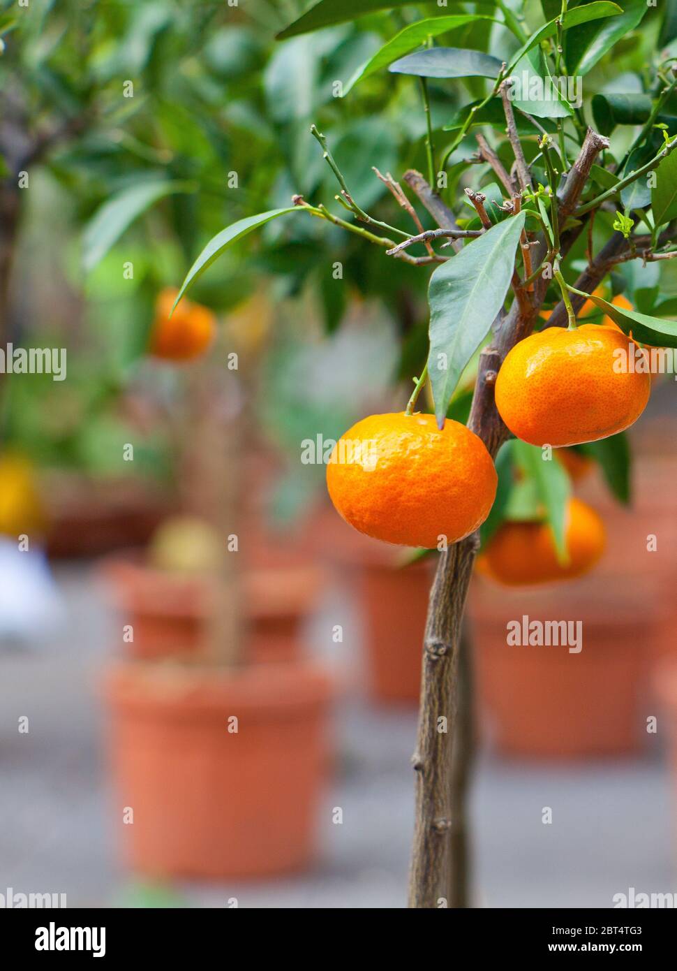 tree, biological, fruit, tangerine, pot, some, several, a few, food
