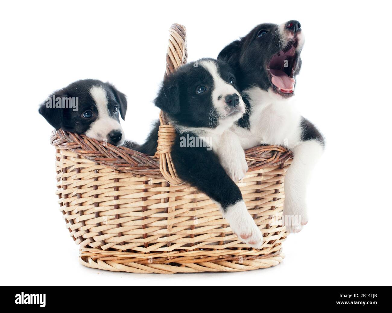 basket, dog, dogs, three, puppy, group, blue, beautiful, beauteously, nice, Stock Photo