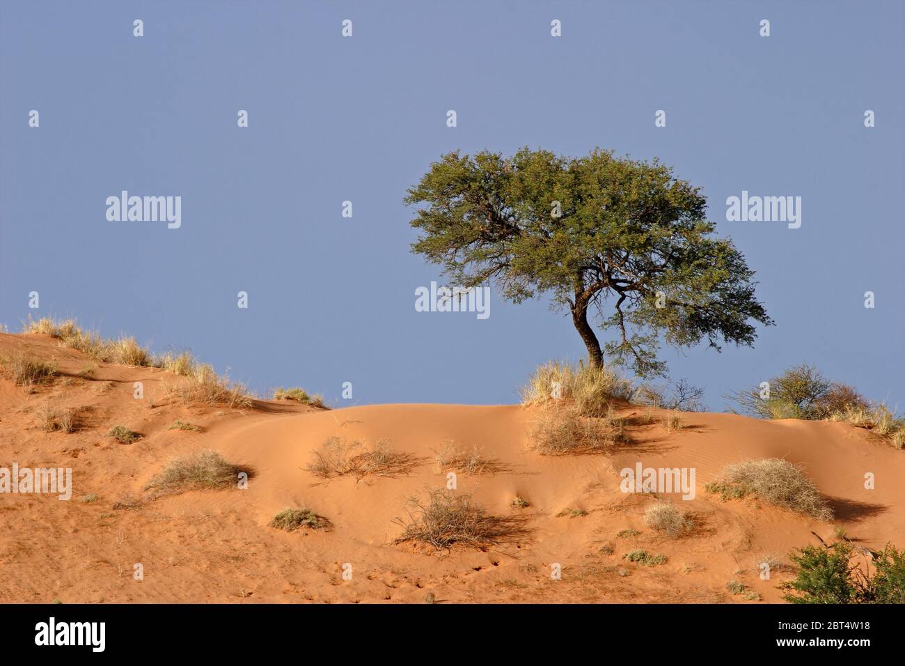 tree, desert, wasteland, African, dune, sands, sand, shine, shines, bright, Stock Photo
