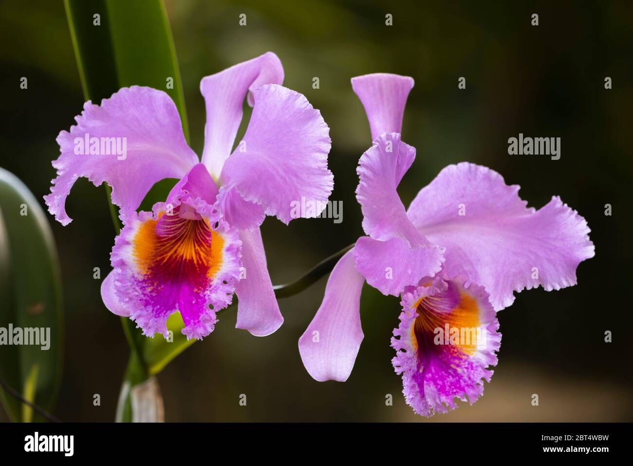 Cattleya orchids in Hawaii Stock Photo