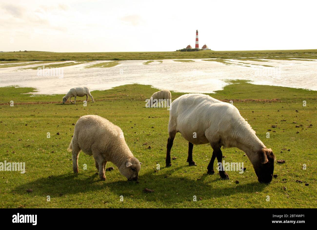 sheep, dike, sheep (pl.), graze, nordfriesland, lighthouse, lamb, water, north Stock Photo