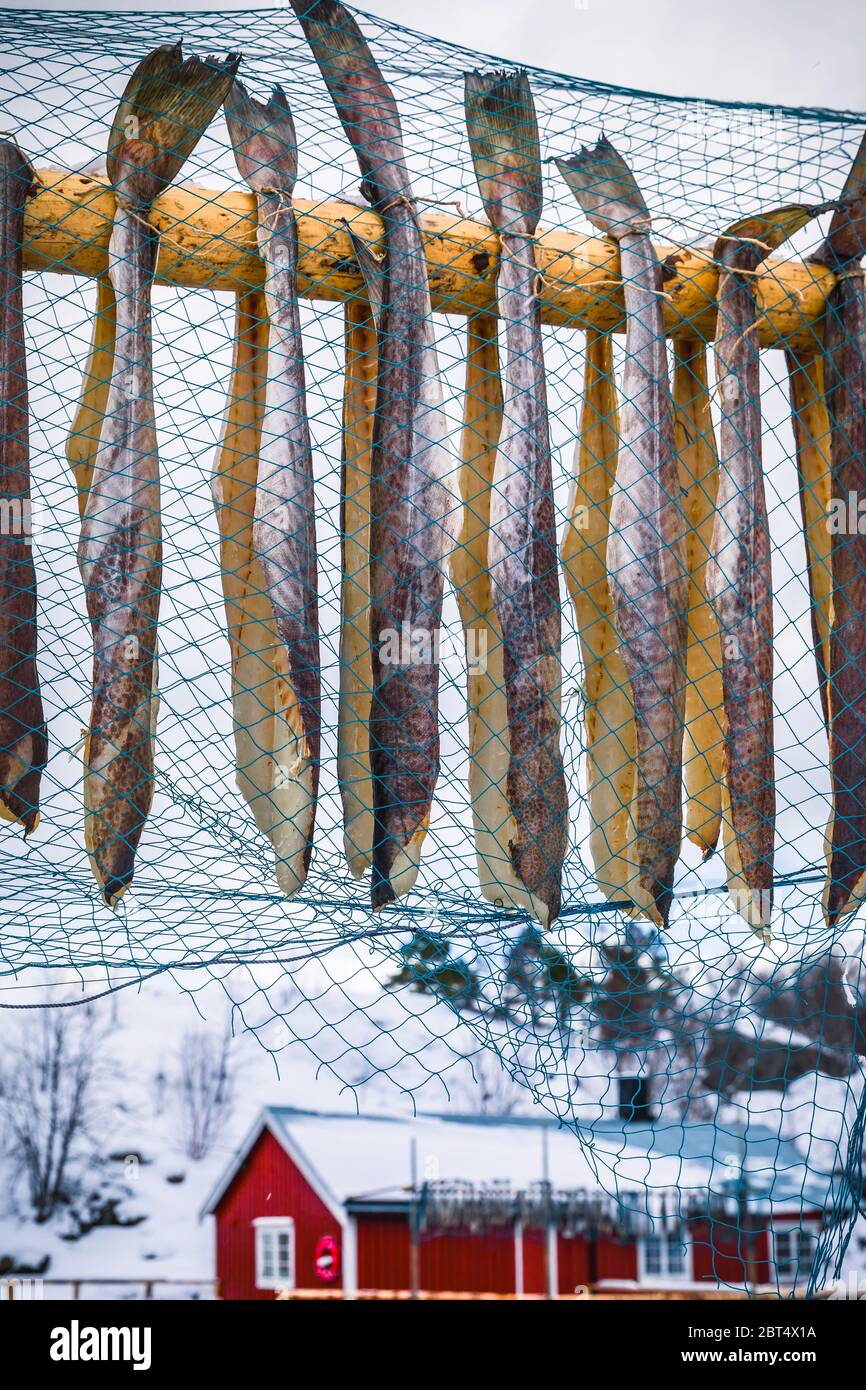 Fish hanging on wooden racks, Nusfjord, Flakstadoya, Flakstad, Lofoten ...