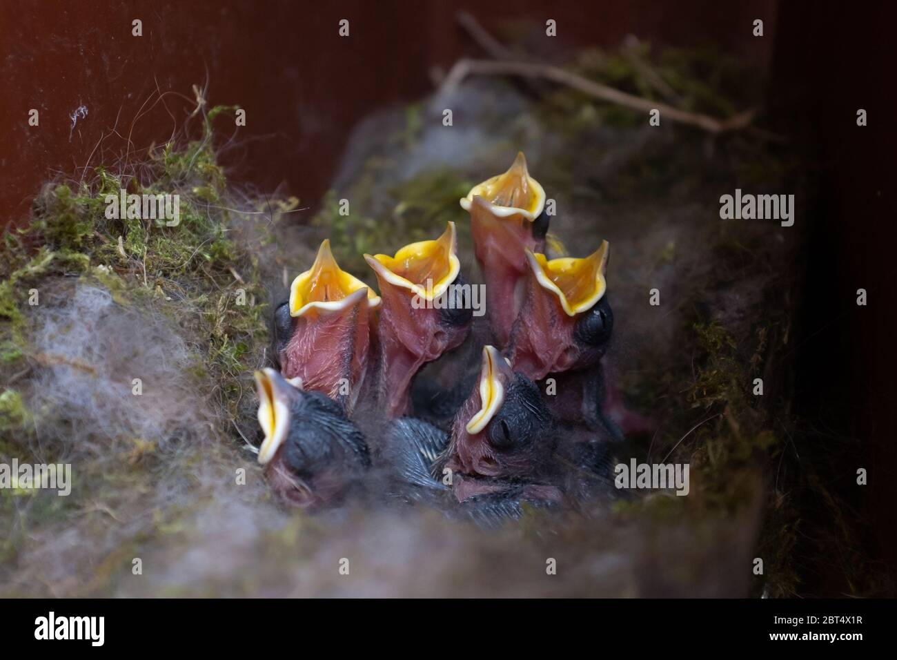 Hungry fledglings of the great tit in their nest in an abandoned letterbox Stock Photo