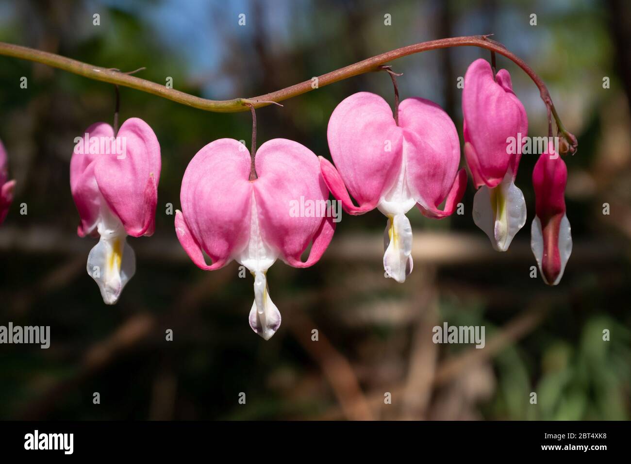 Flowers of Asian Bleeding Heart (Lamprocapnos spectabilis) Stock Photo