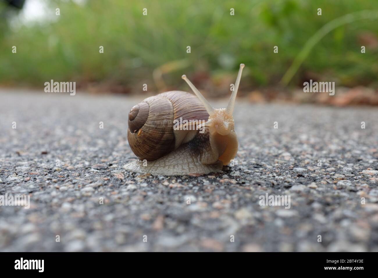 Helix pomatia (French escargot) looking up Stock Photo Alamy