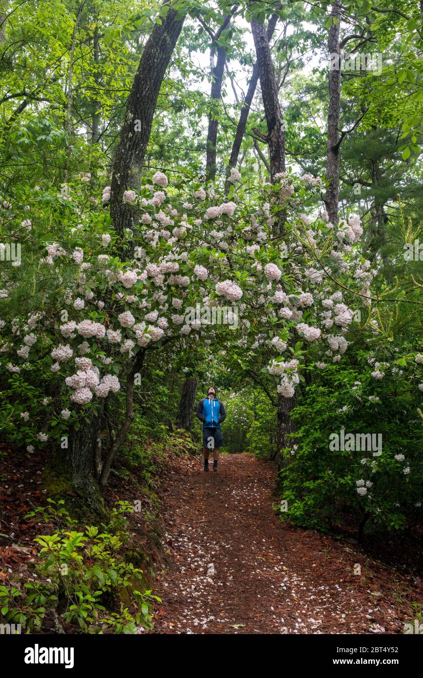 Hiker on trail with Mountain Laurel (Kalmia latifolia) in bloom - Pisgah National Forest, Brevard, North Carolina, USA Stock Photo