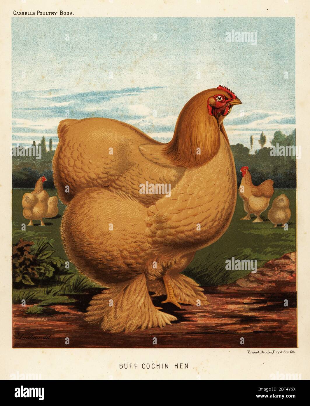 Buff cochin hen, Gallus gallus domesticus. Chromolithograph by Vincent Brooks Day & Son after an illustration by J.W. Ludlow from Lewis Wrights The Illustrated Book of Poultry, Cassell, London, 1890. Stock Photo